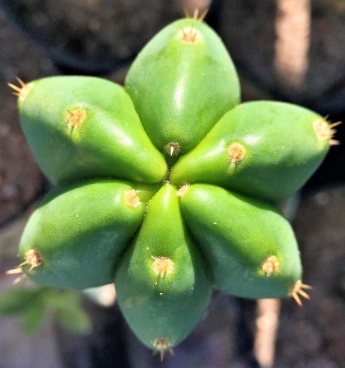 Trichocereus pachanoi | The Cactus King